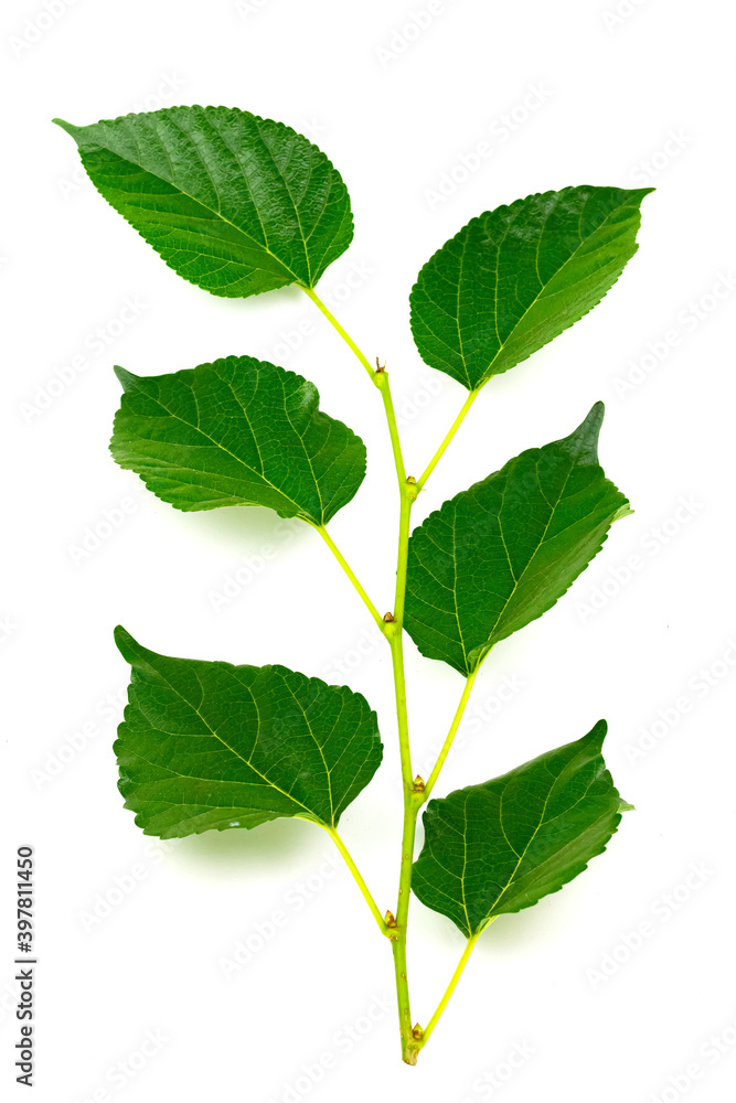 Fototapeta premium mulberry Branches with leaf isolated on white background