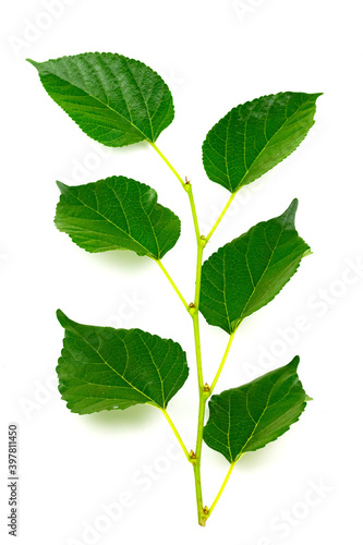 mulberry Branches with leaf isolated on white background