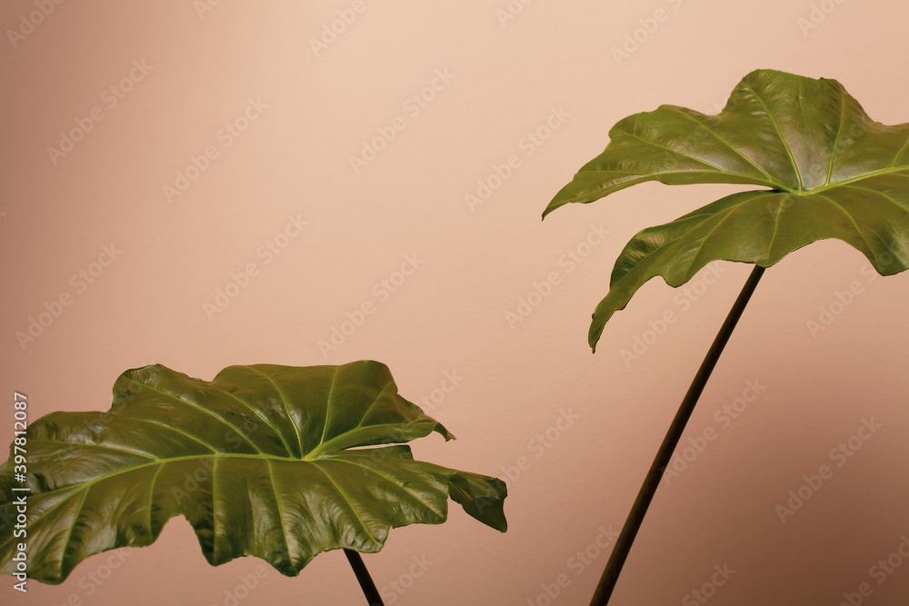 Two big Alocasia Portodora leaves