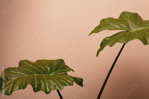 Two big Alocasia Portodora leaves photo