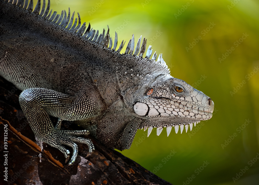 Fototapeta premium Green Iguana portrait