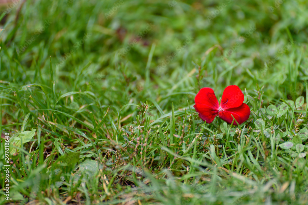 Mountain green grass meadow with red flower.