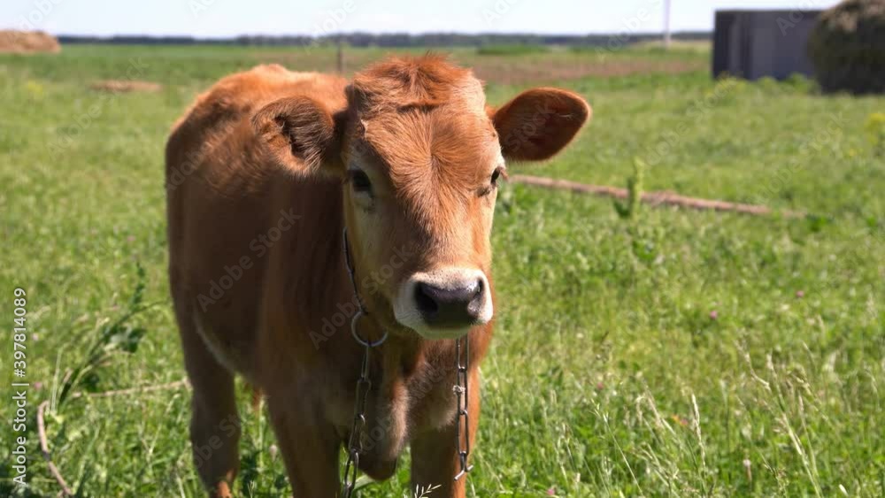 Beautiful brown young bull is grazing in a meadow. The bull looks at the camera. Symbol of the year 2021 in the Eastern Chinese calendar Beautiful brown young bull is grazing in a meadow. The bull looks at the camera. Symbol of the year 2021 in the Eastern Chinese calendar