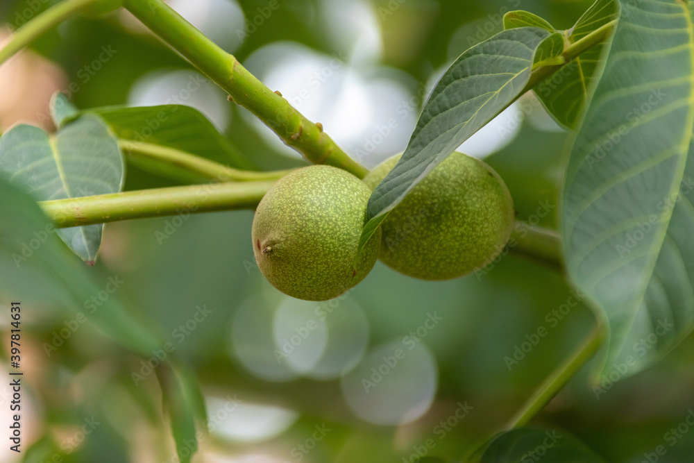 maturing walnut taken close up  