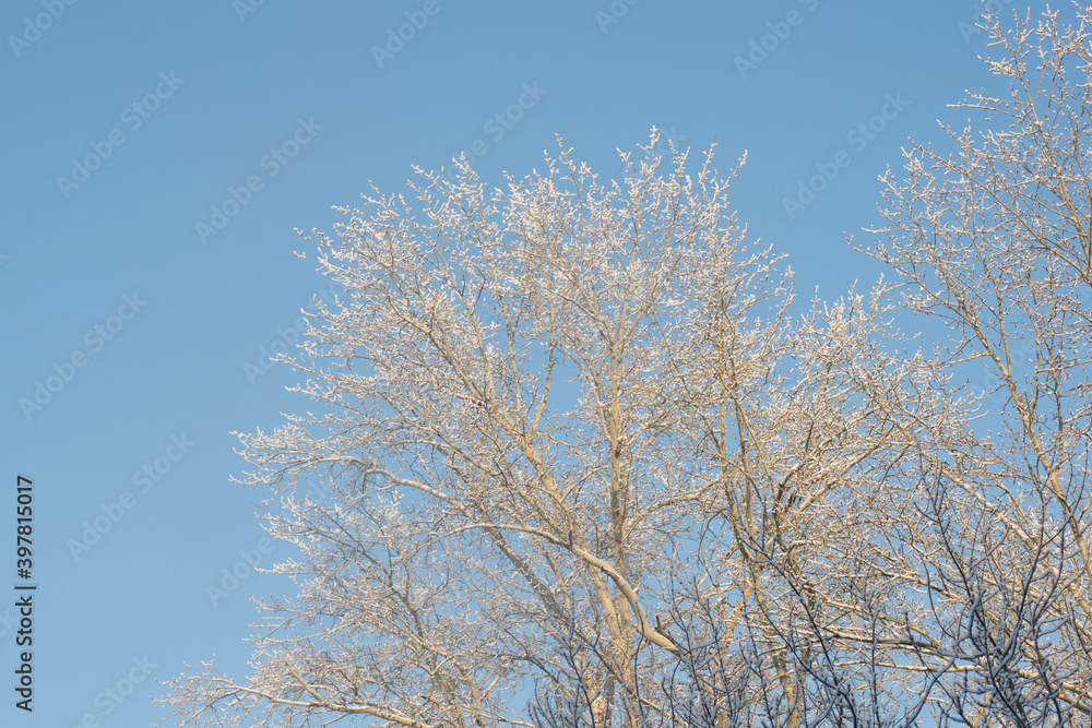Winter landscape tree branches covered with frost Winter landscape tree branches covered with frost