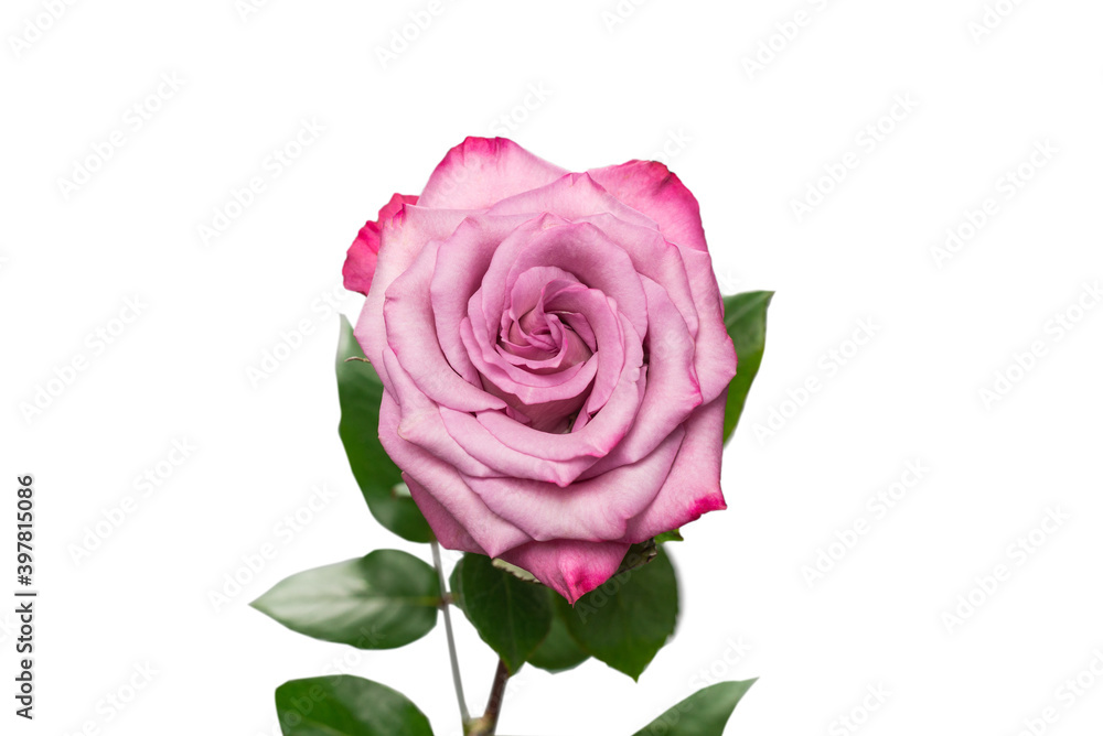 Obraz premium Pink rose isolated on white background.