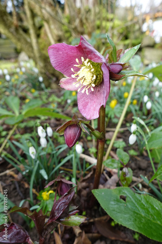 Christrose