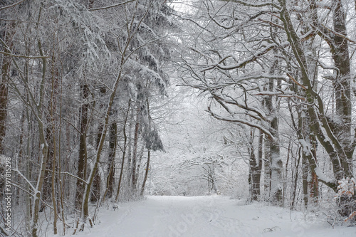Winterwald