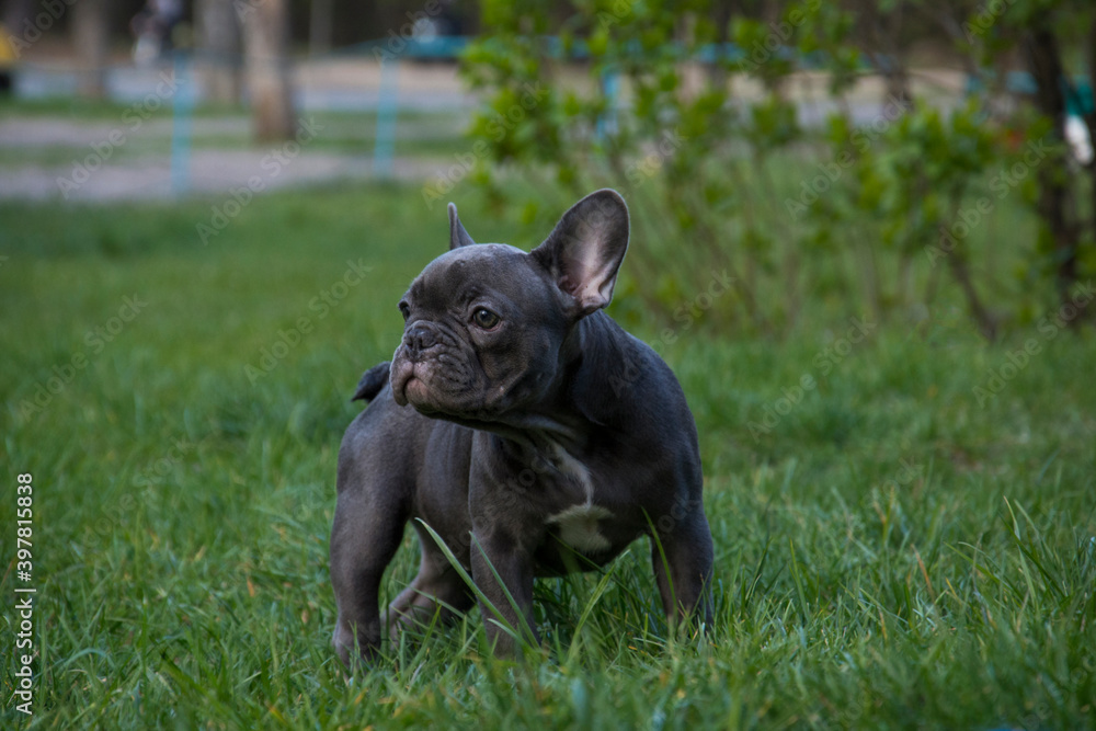 Оn the grass streets, a small puppy of the French Bulldog breed.