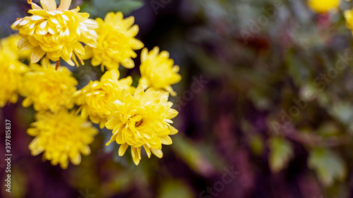 yellow and white flowers