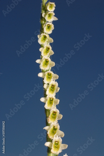 Orchidea, Spiranthes spiralis  photo