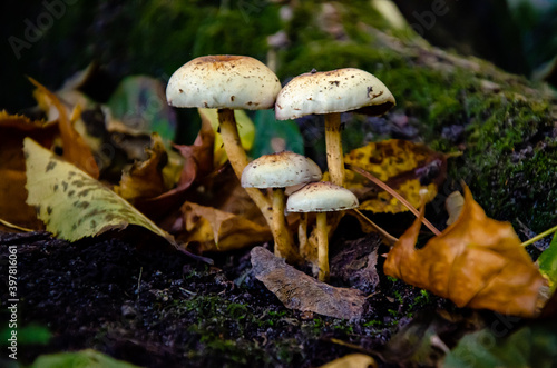 A few mushrooms of honeysuckle in the autumn forest