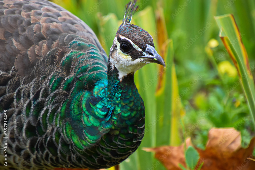 Ein Pfau im Park in Porto, Portugal
