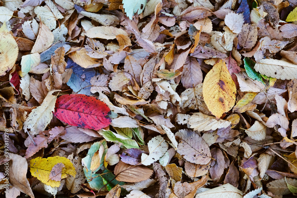 Closeup of fallen leaves in autumn Closeup of fallen leaves in autumn