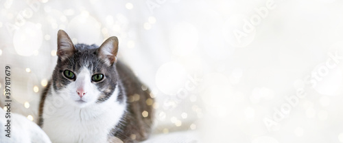 Cute white gray adult cat lies on the white bed and looking at the camera, the background of the bokeh fairy lights of Christmas lights, New Year and Christmas with pets. Banner space for text