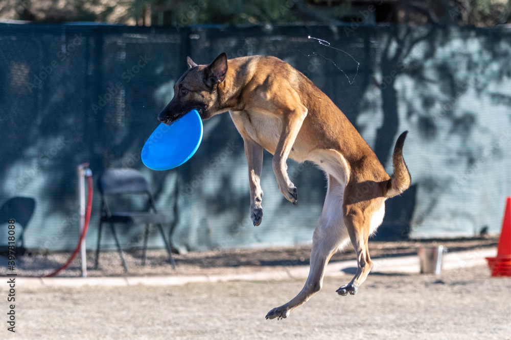 Belgian Malinois with saliva flying after catching a disc