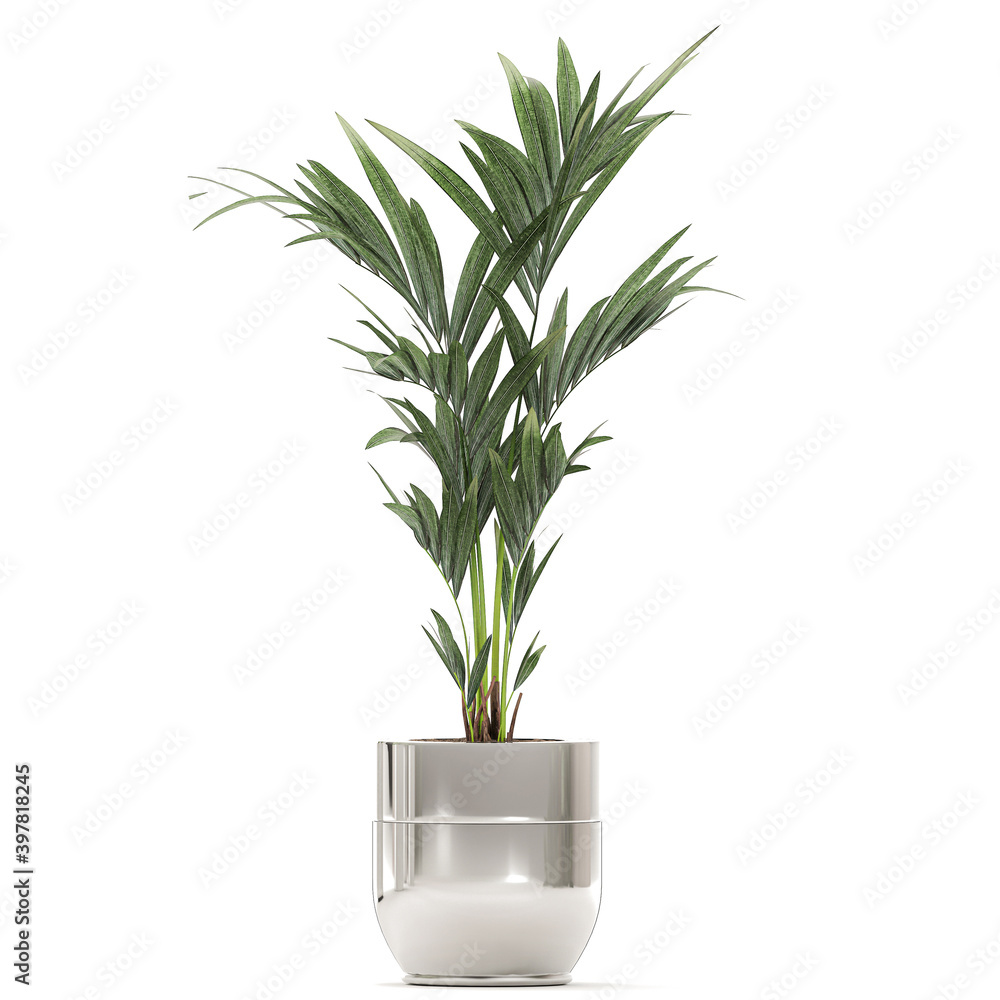palm tree in a chrome flowerpot isolated on white background palm tree in a chrome flowerpot isolated on white background
