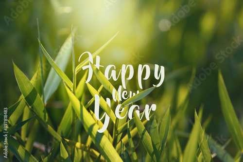 Happy new year on fresh green grass in early morning.Nature eco friendly  background.