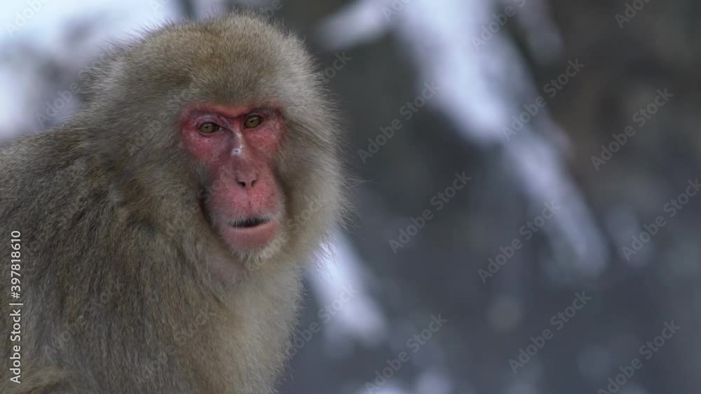 Snow monkey Japanese macaque of red face portrait eating on rock. Macaca fuscata eat in a natural mountain of Nagano. Animal in the nature habitat, Hokkaido, Japan.-Dan