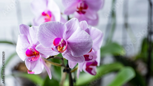 pink orchid flower