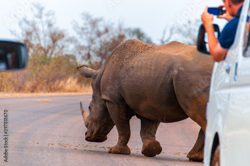 Big rhino wandering in the middle of the street is a perfect picture opportunity for a tourist in a 4x4 safari car who takes a photo with his phone. Kruger National Park, South Africa