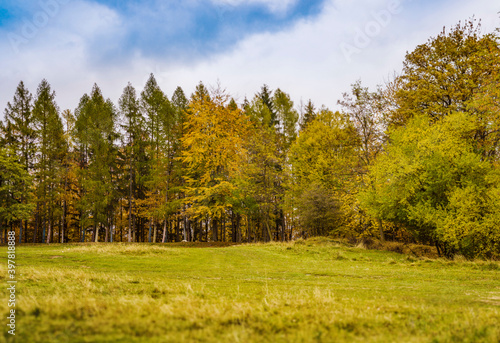 Fototapeta Naklejka Na Ścianę i Meble -  autumn landscape in the forest