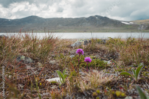 Wild pink flowers on the shore of a mountain lake in Norway