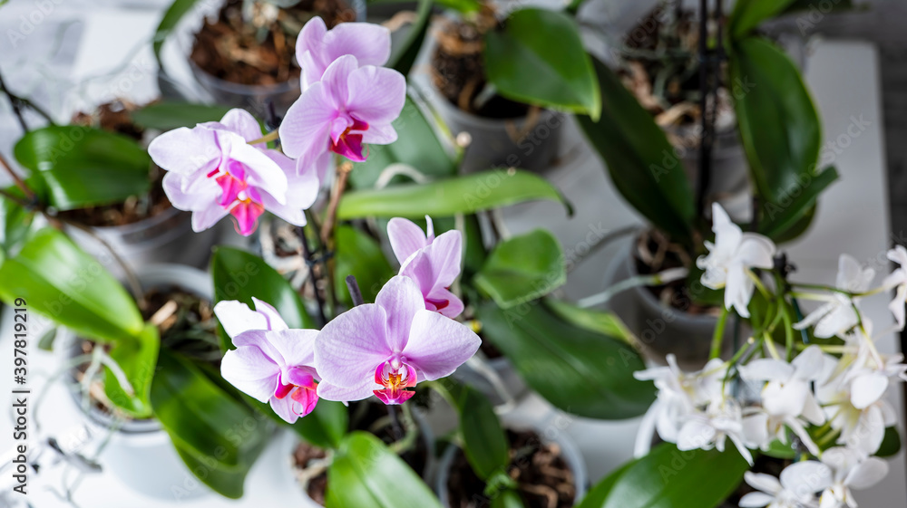 orchid care, many pots of flowers on a white table