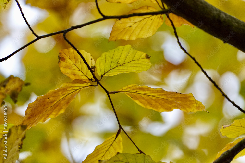 Feuille d'arbre orangé pendant l'automne en gros plan Feuille d'arbre orangé pendant l'automne en gros plan