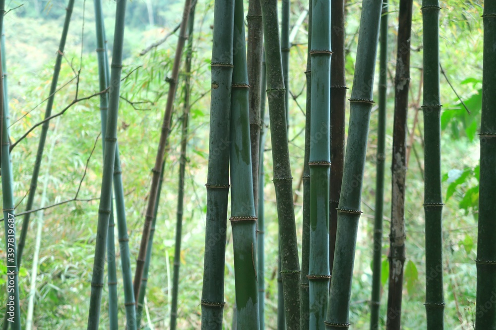 bamboo forest background bamboo forest background