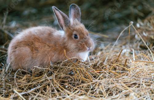 Cute rabbit sitting on hay in rabbit farm. Close up little brown rabbit. Space for copy.