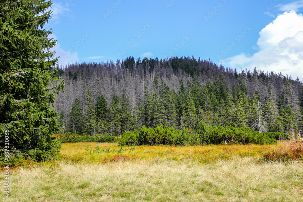 Autumn colors medaow in Tatra Mountains with pine trees and spruces, and dry yellow grass on Rowien Waksmundzka Glade, Poland.