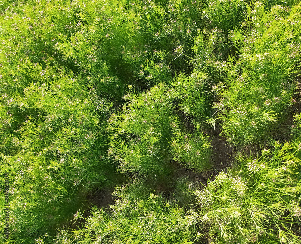 CUMIN seeds plant, jeera tree, Jira farm, Jeera biz, fluffy volume bush of cumin (zira) on a farming in INDIA CUMIN seeds plant, jeera tree, Jira farm, Jeera biz, fluffy volume bush of cumin (zira) on a farming in INDIA