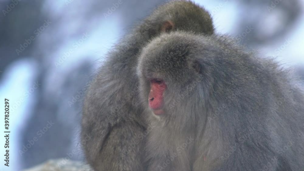 Snow monkey Japanese macaque of red face portrait in cold snow with ice during difficult weather. Macaca fuscata in a natural mountain of Nagano. Animal in the nature habitat, Japan.-Dan Snow monkey Japanese macaque of red face portrait in cold snow with ice during difficult weather. Macaca fuscata in a natural mountain of Nagano. Animal in the nature habitat, Japan.-Dan