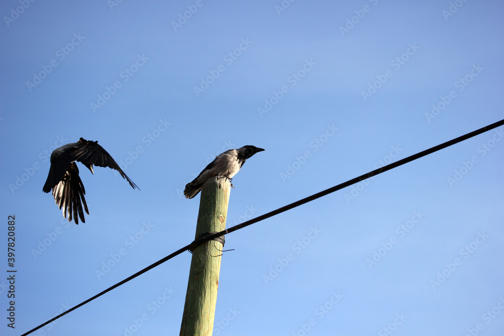 Electricity pylon and crow. Animal background. Electricity pylon and crow. Animal background.