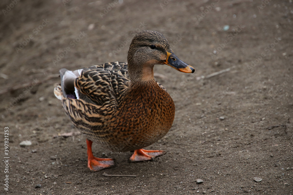 duck