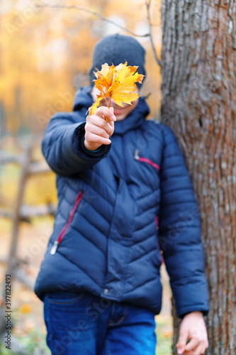 a boy posing near wooden fence and enjoys autumn in city park  beautiful nature with yellow leaves