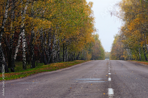 Astonishing rural landscape of empty asphalt road in autumn forest. Rows of birches along the road. Colorful vibrant trees corridor landscape during the autumn season. Concept of landscape and nature