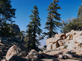 Trees in Mount San Jacinto State Park, Palm Springs, Riverside County, California