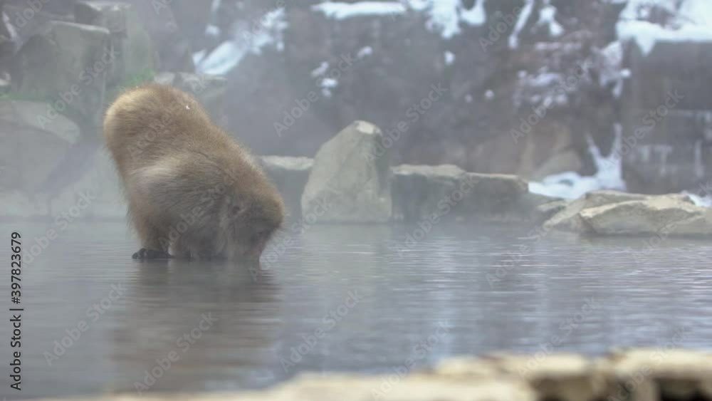 Slow motion of Snow monkey Japanese macaque of red face portrait in the cold water with fog and snow. Macaca fuscata drinking in natural onsen hot springs of Nagano. Animal in nature habitat Japan-Dan Slow motion of Snow monkey Japanese macaque of red face portrait in the cold water with fog and snow. Macaca fuscata drinking in natural onsen hot springs of Nagano. Animal in nature habitat Japan-Dan