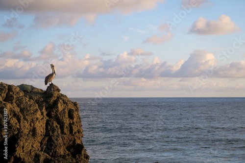 silhouette of a pelican in the sunset over the sea