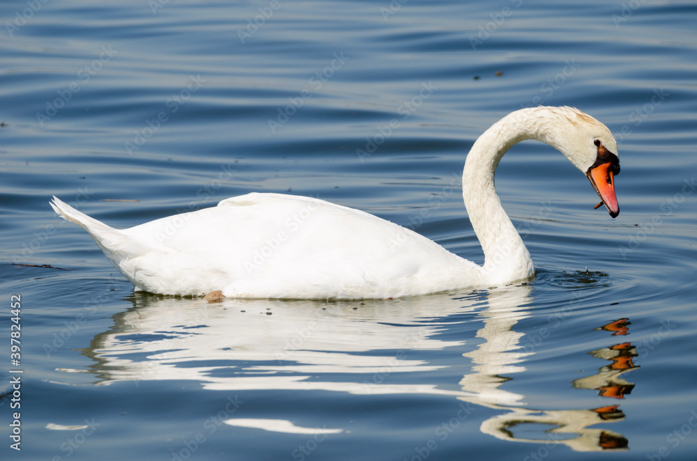 Fototapeta premium swan on the lake