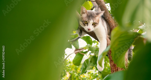 Canvas Print A cat sleeping on a tree