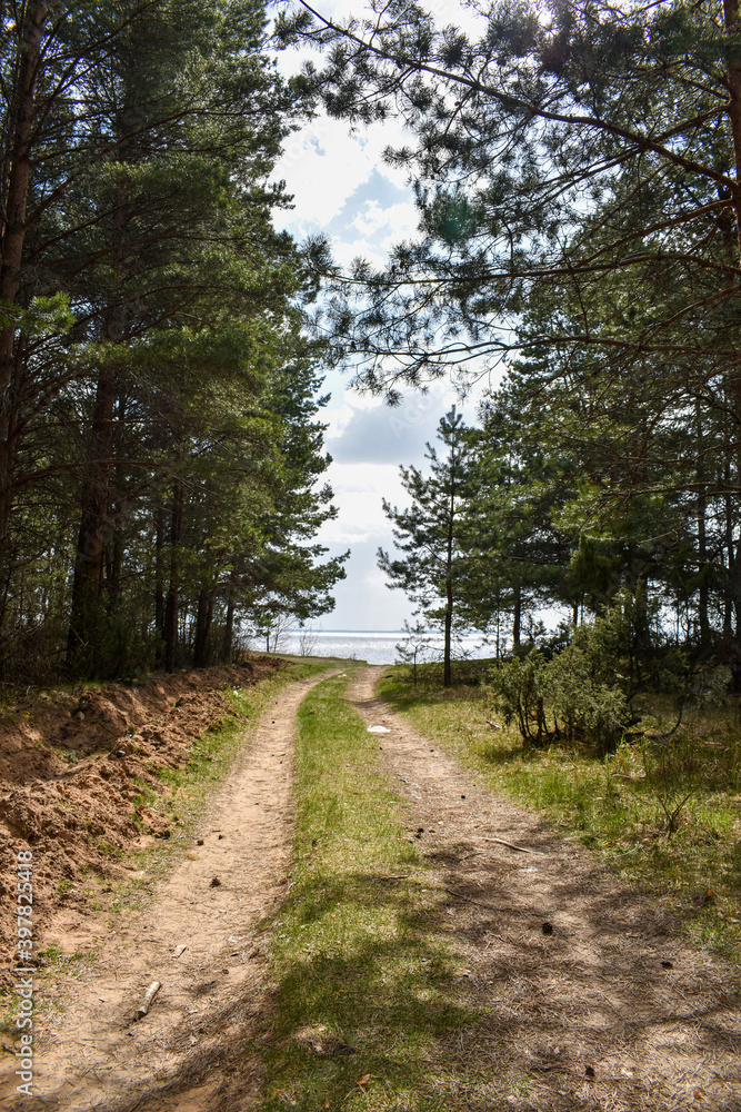 Fototapeta premium summer coast of the Volga River