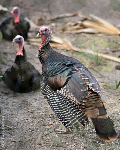 Wild turkey stock photo. Wild turkey bird close-up profile view with background of two blurred wild turkey displaying its plumage, fan-shaped tail, in its environment and habitat. Image.