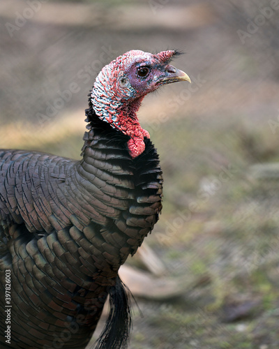 Wild turkey stock photo.  Wild turkey head shot close-up profile view with background displaying its green, copper, bronze and gold feathers, coloured feathers, in its environment and habitat.