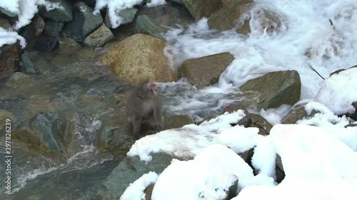 The famous snow monkeys near the natural river of snowy mountain at Nagano, Japan. Japanese Macaques outdoor sitdown near the water on winter season. Macaca fuscata-Dan photo