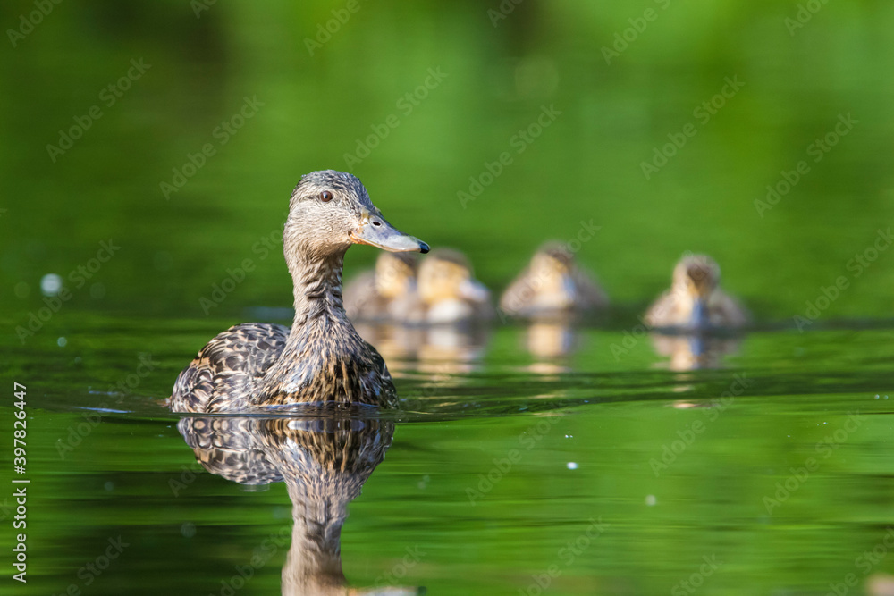Fototapeta premium mallard babies (Anas platyrhynchos) in spring
