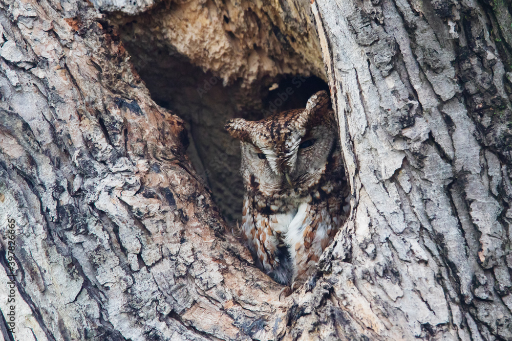 Fototapeta premium Camouflage of the eastern screech owl (Megascops asio)
