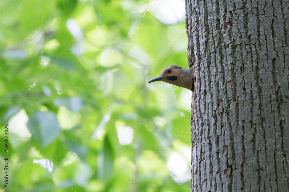 Male northern flicker (Colaptes auratus) at nest Male northern flicker (Colaptes auratus) at nest
